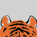 Illustration of the top of a tigers head, featuring orange fur with black stripes and two ears, set against a plain gray background. The focus is on the upper portion, with the rest of the tiger unseen.